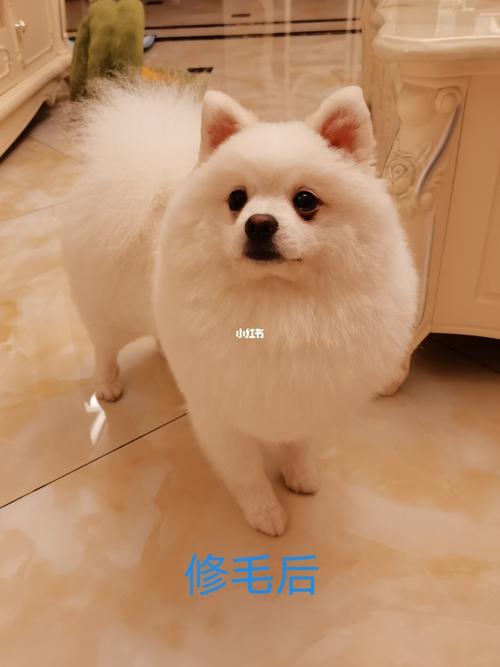 博美怎么造型_博美_宠物_狗