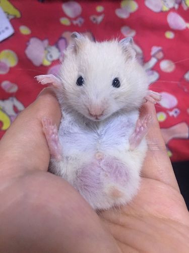 我们家仓鼠屁股为什么那么突出?是生病了吗?