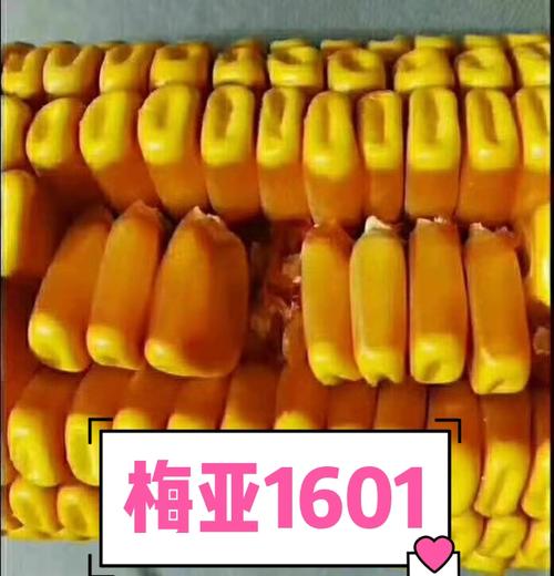 名山富田农资隆重推出梅亚1601高产玉米品种!