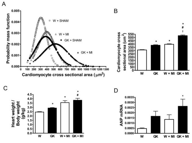 sirtuin1-p53, forkhead box o3a, p38 and post-infarct cardiac