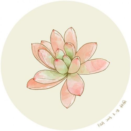 手绘水彩 多肉植物