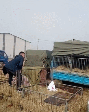 搞笑飞起来猪宝宝接住gif动图_动态图_表情包下载_soo