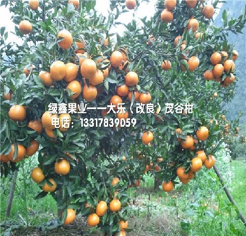 品种好的改良茂谷柑出售