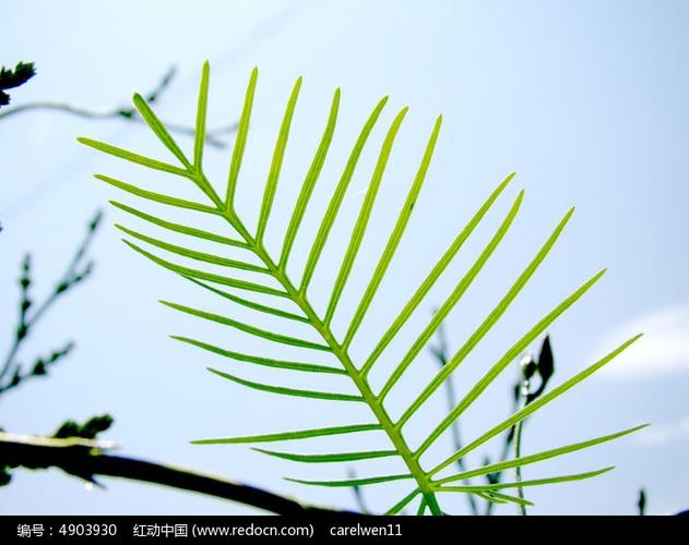 清晰的针形的叶子