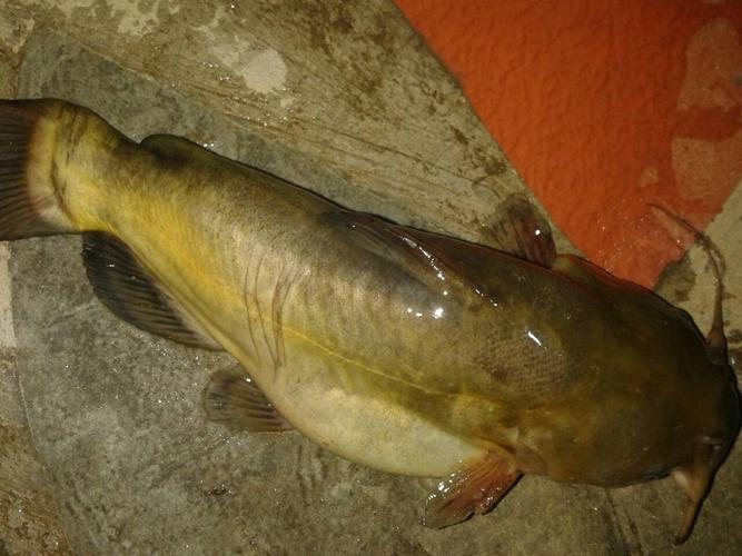 有没有人认识这条鱼,别说是黄颡鱼,这鱼身体特短,嘴巴大,两对须.