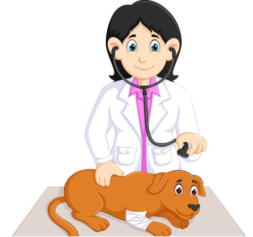 杨思涵——兽医