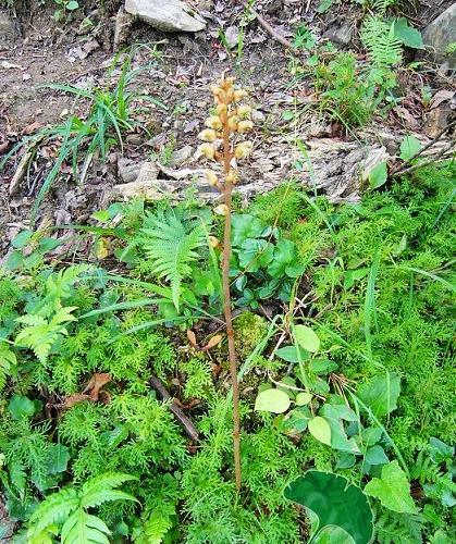 赤箭的基本情况