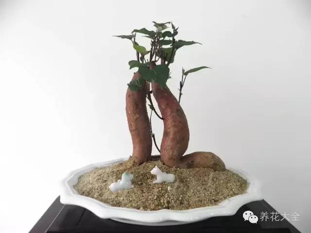 全国都在种红薯盆景,不仅颜值高,还健康美味!