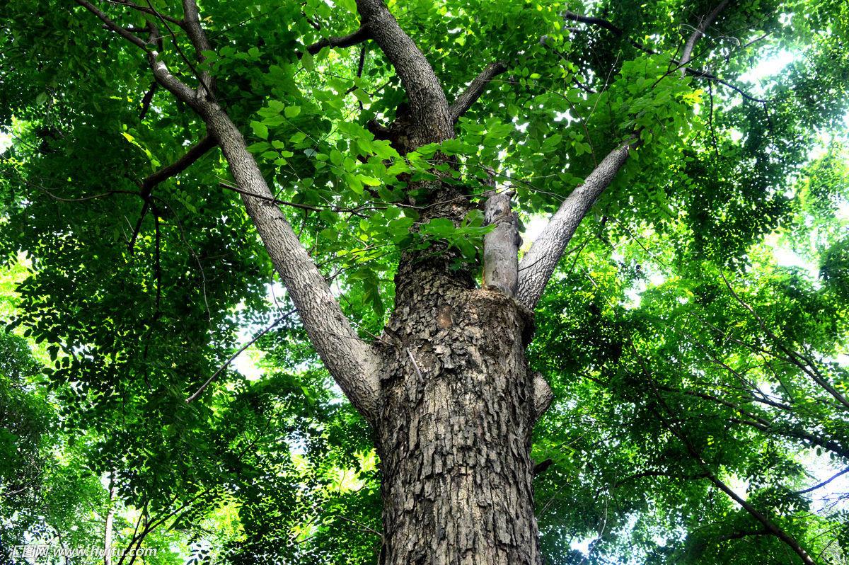 紫檀紫檀树红木花梨木,黄花梨黄花梨树降香黄檀香红木降香木
