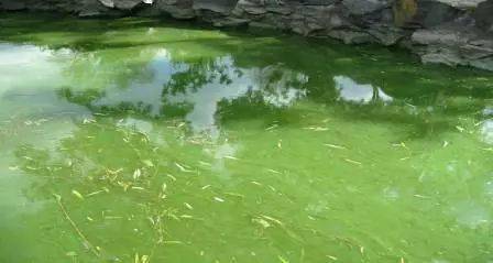 别让水体富营养化钻了水产养殖的空子
