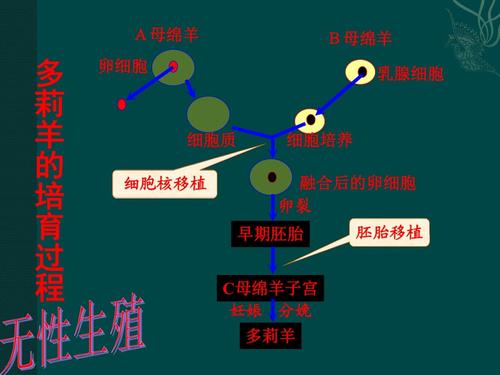 动物胚胎发育的基本过程