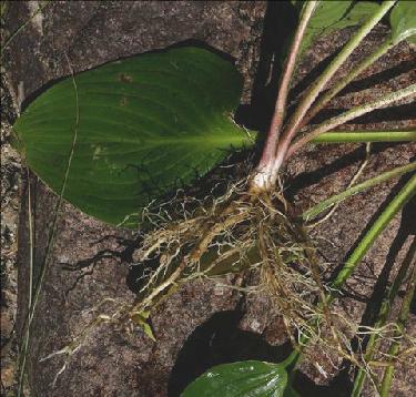 玉簪根,中药名.为百合科植物玉簪hosta plantaginea (lam.) aschers.
