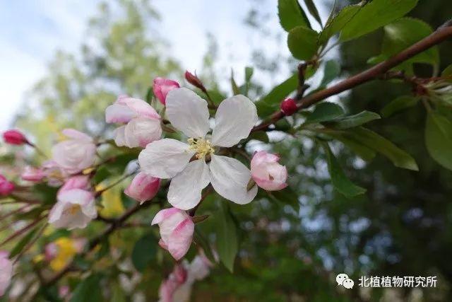 春天赏海棠丨50幅海棠花图,50个海棠品种