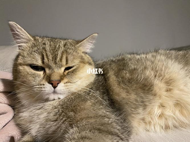 宝宝好困宝宝想睡觉_宠物_宠物_猫