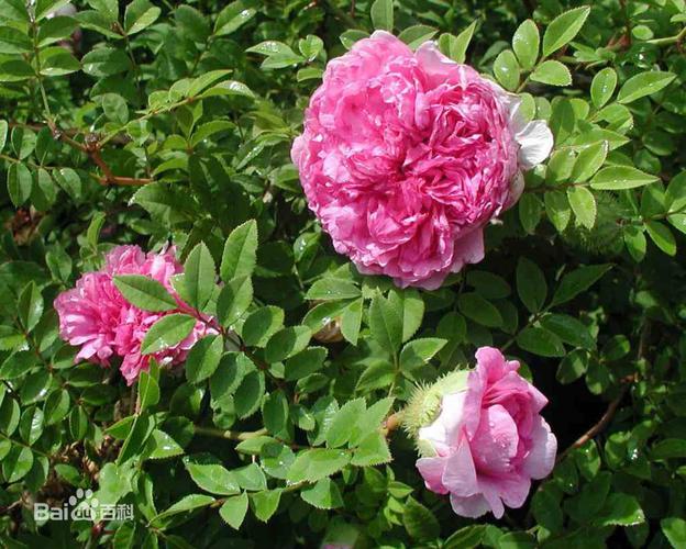 果扁球形,可食,名刺梨.日语别名:十六夜蔷薇