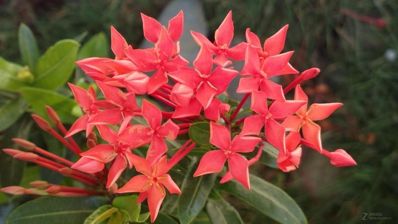 海南热带植物 花卉 小叶龙船花-诺基亚808