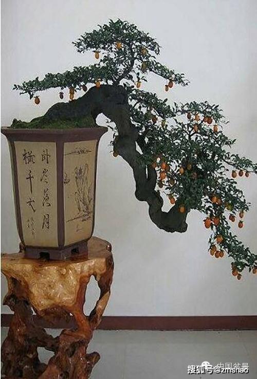 金弹子盆景