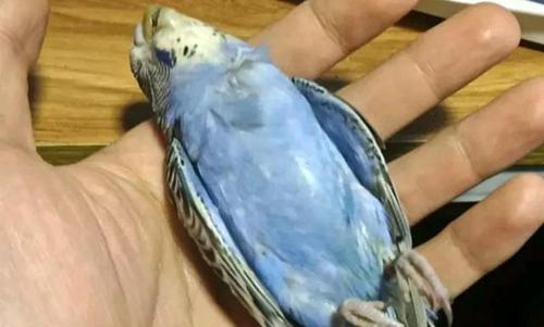 死去的虎皮鹦鹉