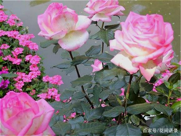 这些以"公主之名"命名的月季花,花朵漂亮开花多,都很