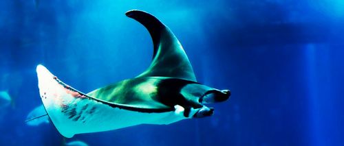 鬼蝠魟 又名巨蝠鲼,体形犹如蝙蝠,游动体态优美