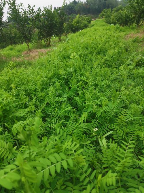 苕菜这里随便掐,传说吃苕菜不能喝酒哦