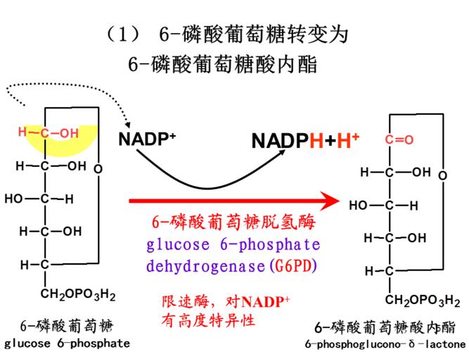 磷酸戊糖途径糖异生及糖原合成ppt