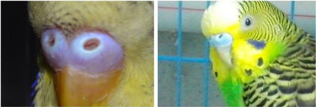 虎皮鹦鹉如何区分公母?