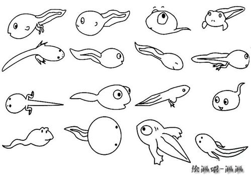 蝌蚪简笔画的画法步骤图