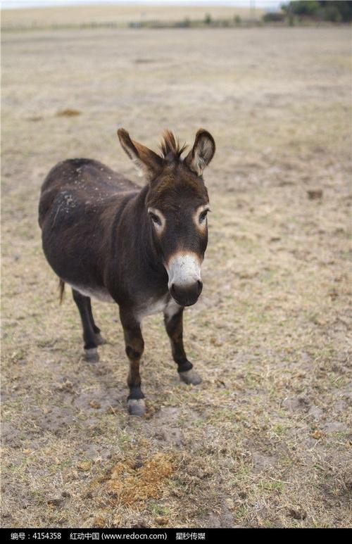 一只澳洲袋鼠岛农场上的小毛驴