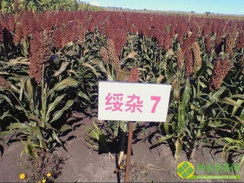 早熟优质矮高粱种子