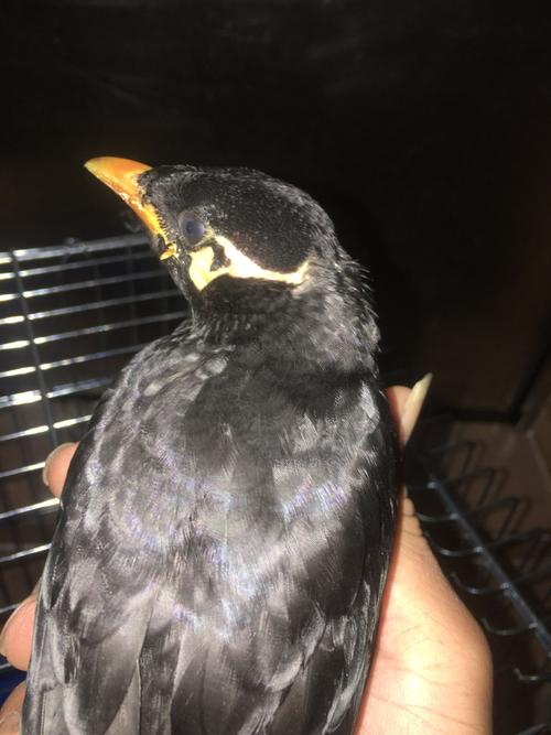 请问大神这只鹩哥是什么品种?是公还是母?