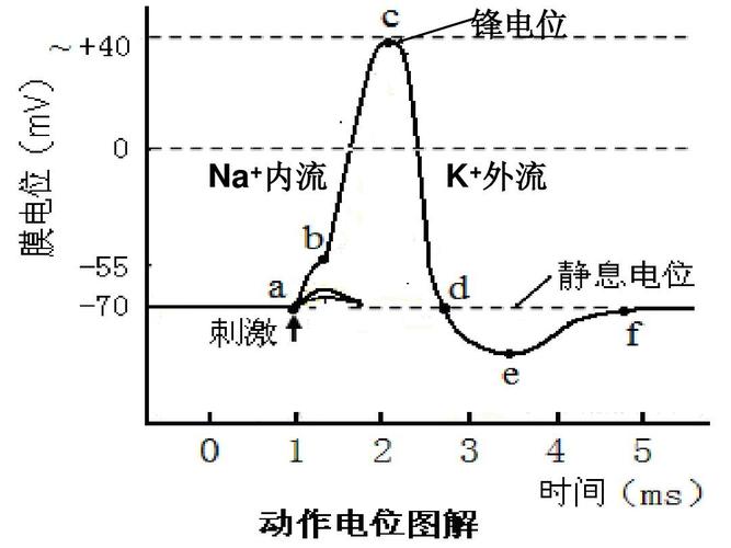 锋电位 na 内流 k 外流