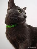 俄罗斯蓝猫