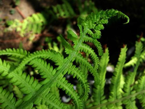 春不见图片及栽培技术