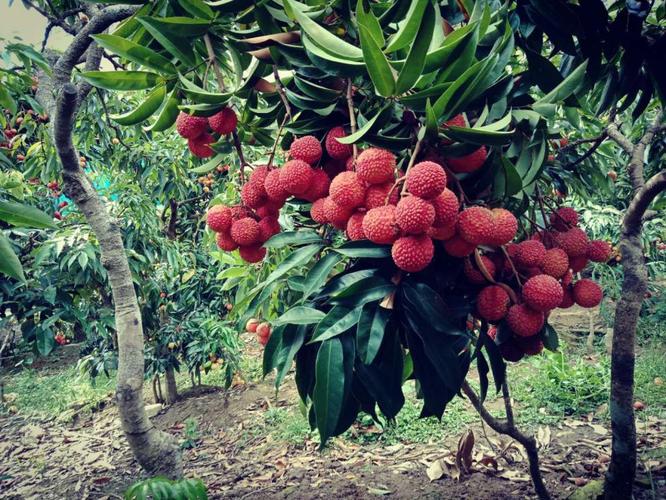 现货 京东云仓发货 荔枝树苗嫁接果树苗水果树苗南方种植无核荔枝桂味