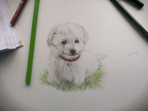 狗子比熊犬绘画作品