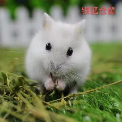 新手该如何饲养仓鼠