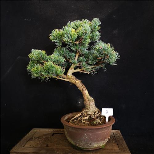 精品优质日本宫岛大阪松怪型大阪松苍老露根盆景盆栽