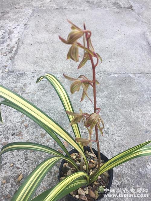 宇宙殿,3苗1花带芽