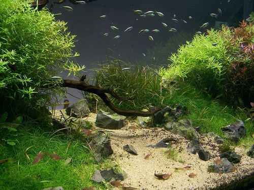 水草缸造景沉木水草泥化妆砂青龙石150cm及以上尺寸设计13