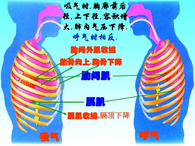生物:第3章人体的呼吸复习课件(人教版七年级下)答案ppt
