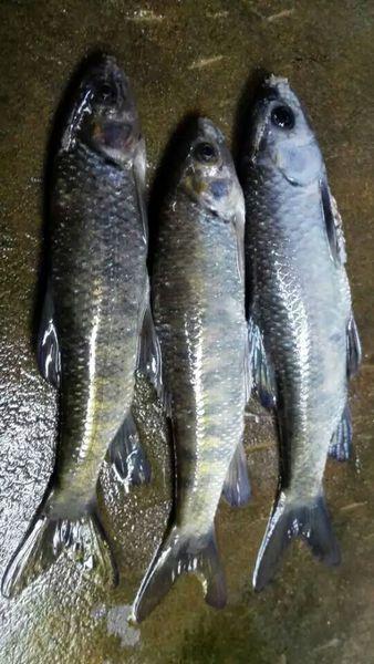 有没有知道这种鱼的品种,冷水鱼,生活在小溪流,吃水中