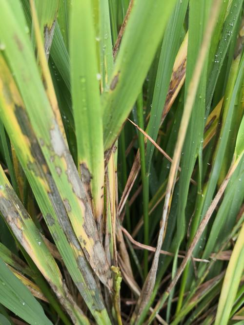 纹枯病发生普遍