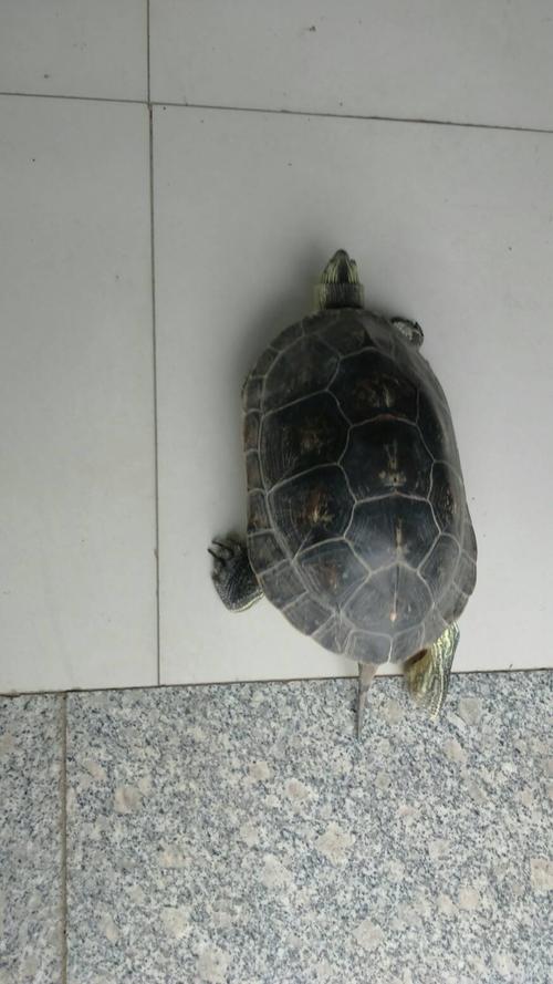 还是真菌感染? 会传染其他龟吗?