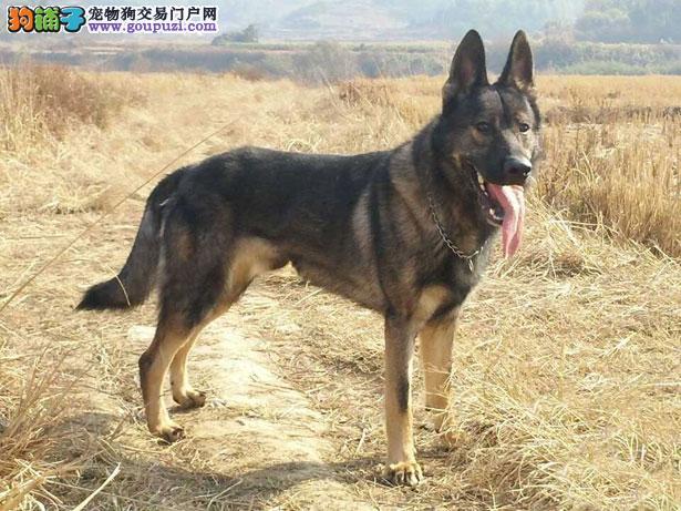 【昆明犬介绍】昆明犬怎么看纯不纯(fci标准)