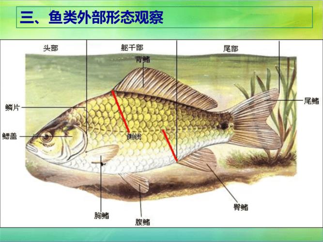 鱼体外形观察与内部构造解析 ppt