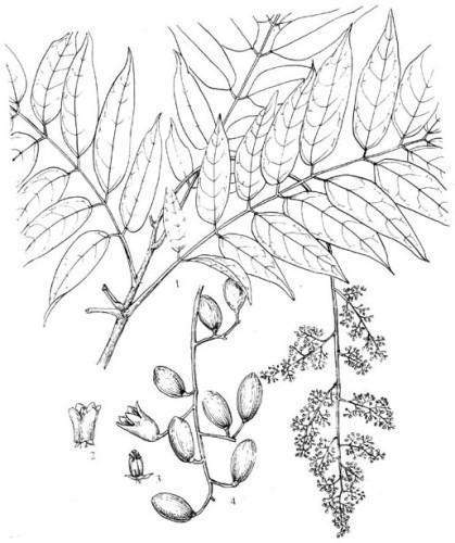 香椿为半常绿乔木.叶为偶数羽状复叶,互生.