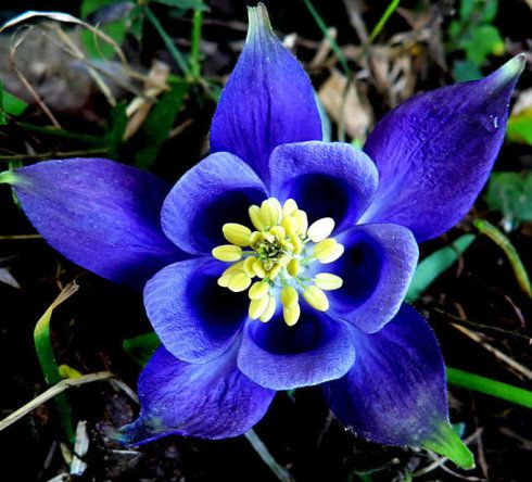 它们属于毛茛科耧斗菜属多年生草本植物.