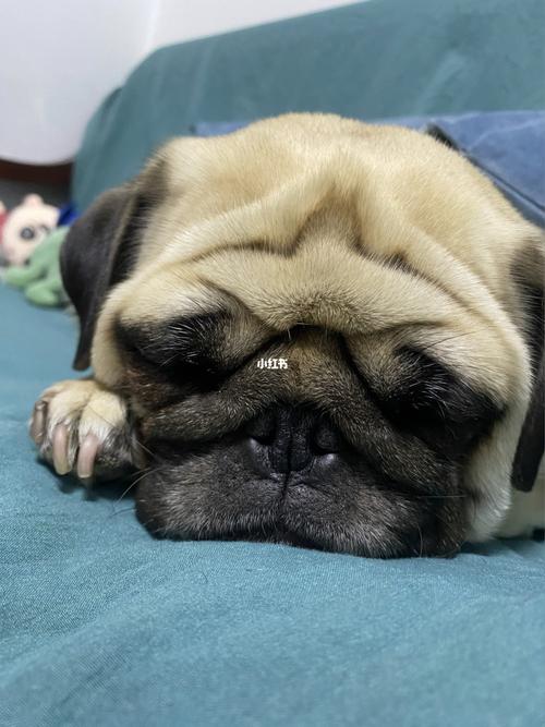 巴哥狗狗_巴哥_狗狗_宠物_狗