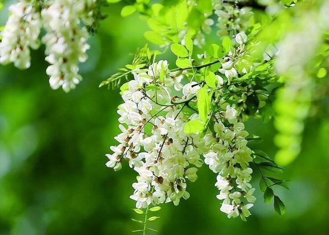 每年的4,5月份,是北方槐花盛开的季节,那满树的串串槐花,清清甜甜